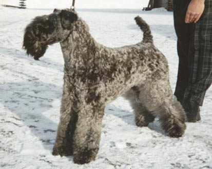 FinCh, 2xCACIB Karambolina, 2002